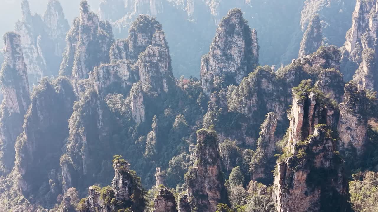 Endless sea of towering green-covered sandstone pillars disappearing into soft morning mist, Tianzi Mountain Zhangjiajie aerial view, China
