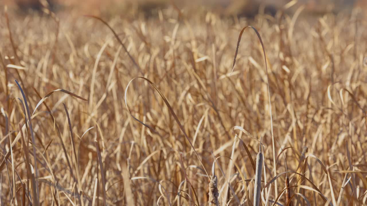 humedales en boulder colorado, colorado paisaje plantas de la naturaleza en el estanque