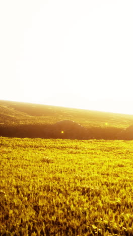 golden field at sunset