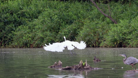 una garza real persiguiendo a dos garcetas desde su percha en el lago