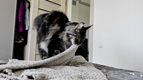 el gato maine coon arregla la cama para una siesta cómoda