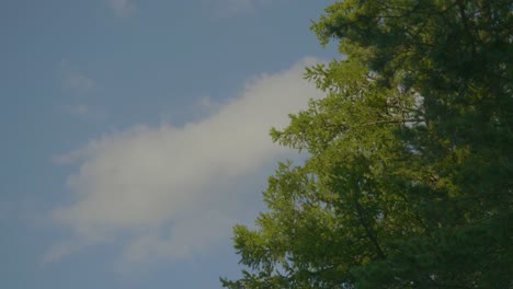 las cimas de los árboles y las nubes
