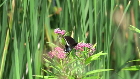 Mariposa-Entre-Flores-Y-Hierba,-Naturaleza-Fascinante