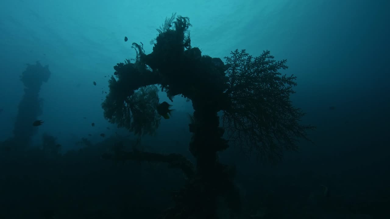 Numerous plant are growing in the depth of the dark blue ocean and numerous fishes are swimming beside and above the vegetation