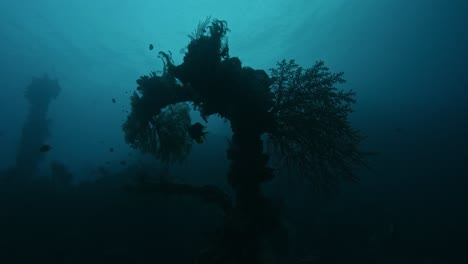 Zahlreiche-Pflanzen-Wachsen-In-Der-Tiefe-Des-Dunkelblauen-Ozeans-Und-Zahlreiche-Fische-Schwimmen-Neben-Und-über-Der-Vegetation