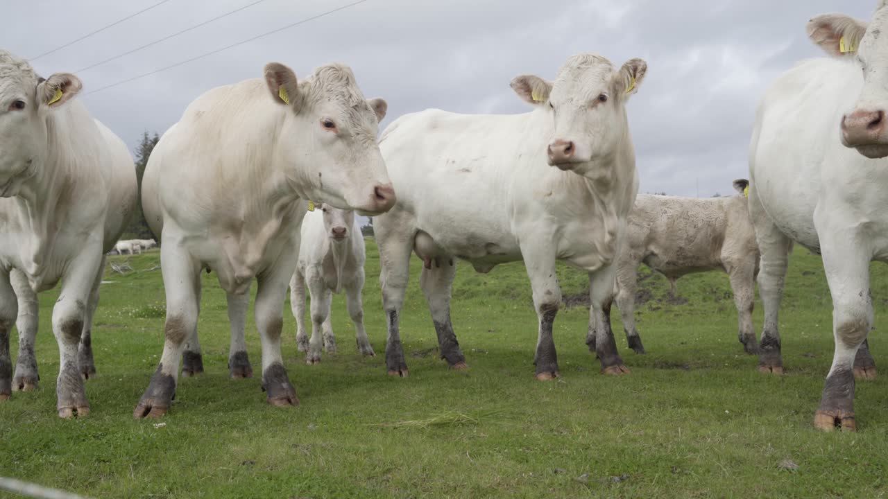 녹색 초원에서 풀을 뜯고 있는 흰색 암소의 거대한 머리, 가까이에서 보기