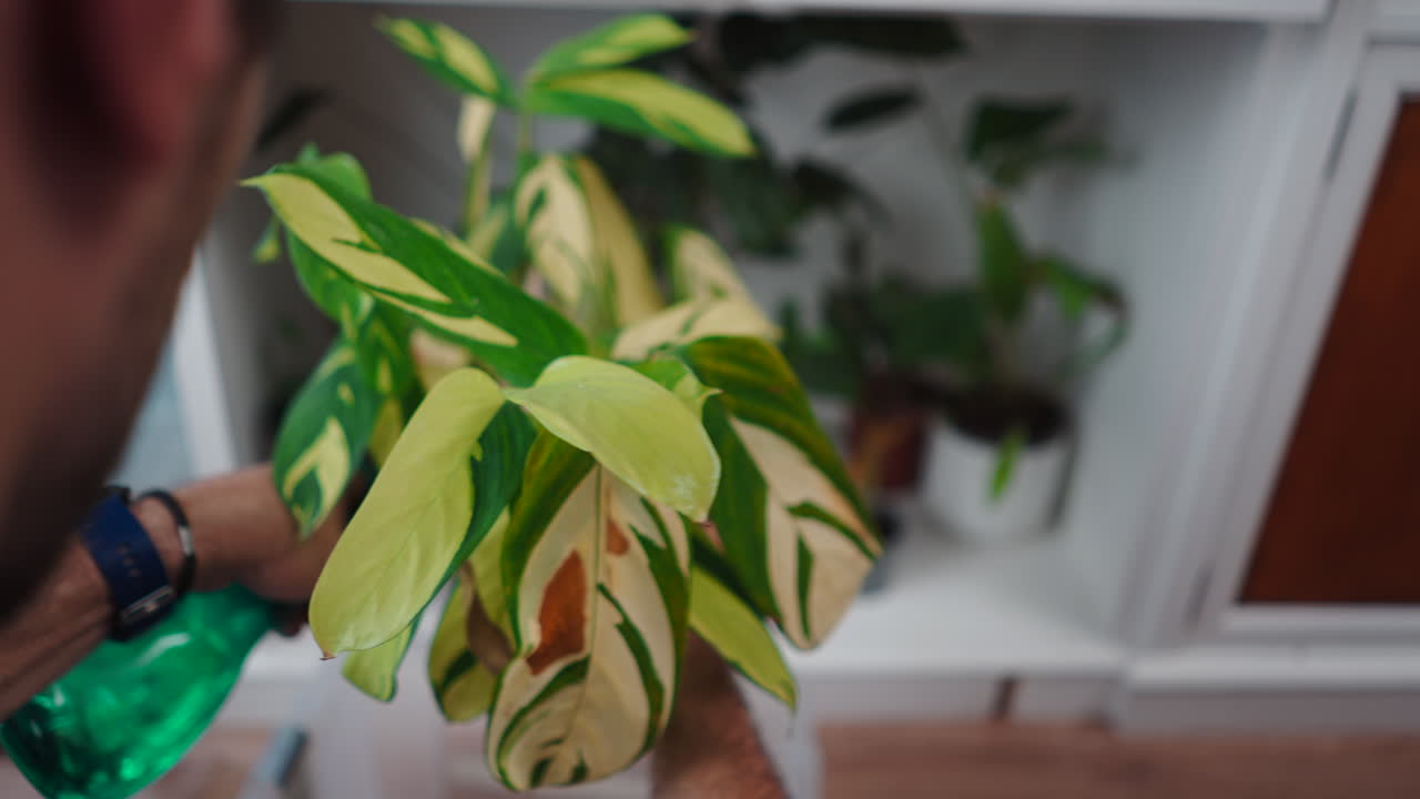 Indoor houseplants on a shelf
