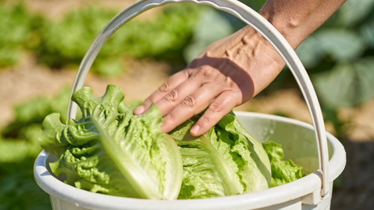 Lifting lettuce, picker in short sleeves placing heads into white bucket in garden to collect crop