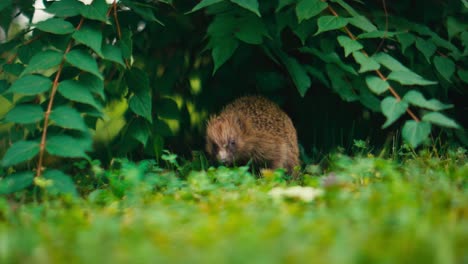 Igel-Auf-Futtersuche-Im-Grünen,-Zartes-Sonnenlicht-Fällt-Durch-Die-Blätter