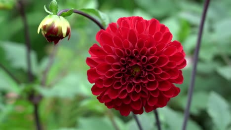 a beautiful red dahlia moving in the breeze