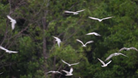 Los-Charranes-Son-Aves-Marinas-Que-Se-Pueden-Encontrar-En-Todo-El-Mundo-En-El-Mar,-Ríos-Y-Otros-Cuerpos-De-Agua-Más-Amplios