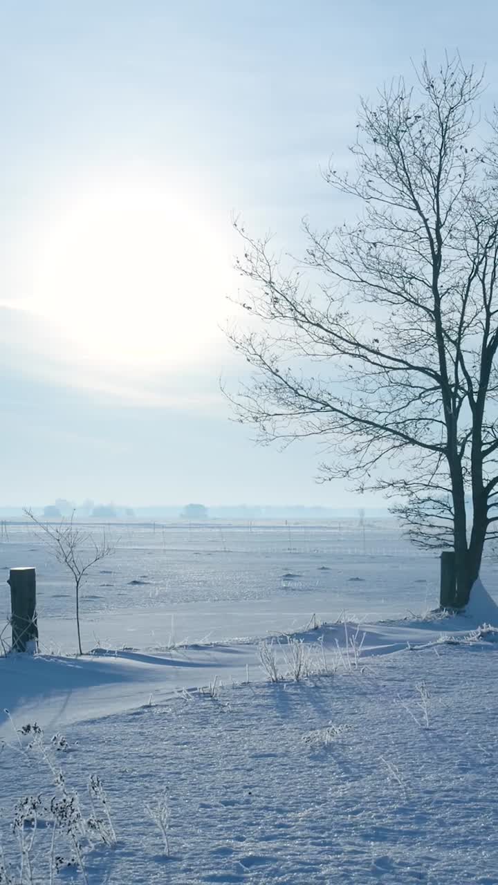 Winter landscape with a bare tree in a snowy field