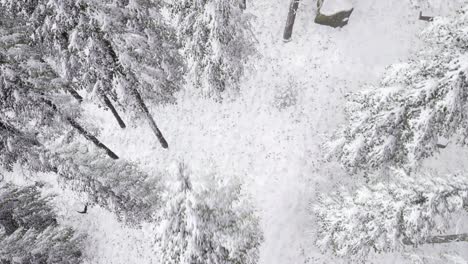 Schneebedeckte-Baumlandschaft-Aus-Der-Luft