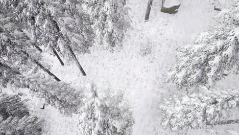 paisaje aéreo de árboles cubiertos de nieve