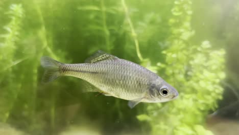 el pez amarillo rhodeus amarus nada entre las plantas verdes submarinas