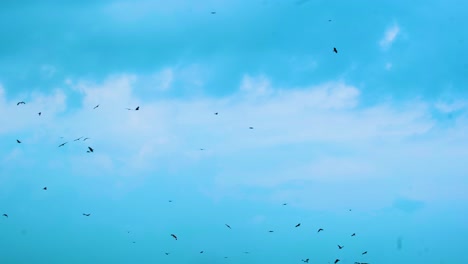 Flock-of-birds-including-eagles,-kites,-vultures-and-hawks-soaring-in-the-blue-sky,-with-light-clouds-creating-a-serene-atmosphere