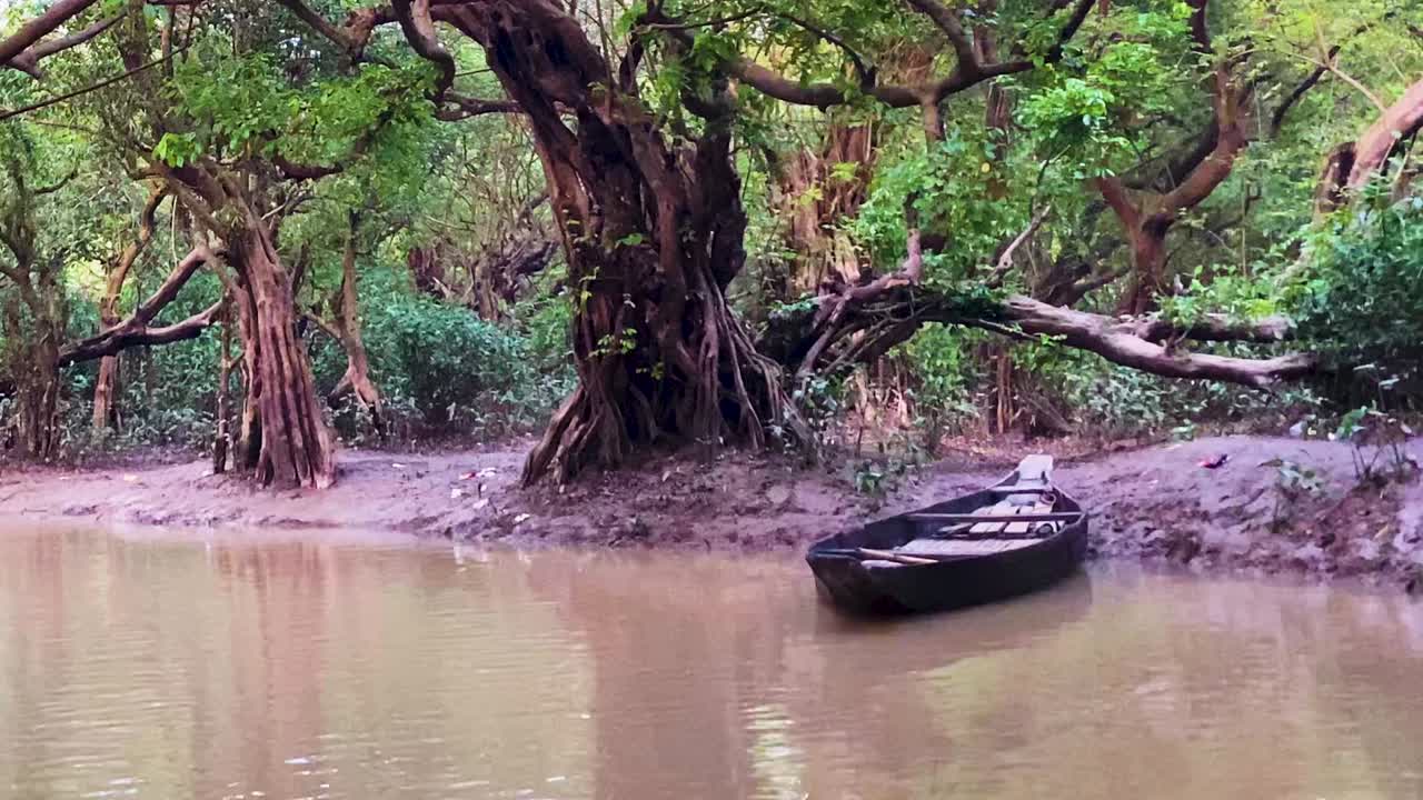 Wooden boat docked beside banyan tree in Ratargul Swamp Forest at low tide in Sylhet, Bangladesh