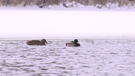 Pareja-De-Patos-Nadando-En-Un-Lago-Helado