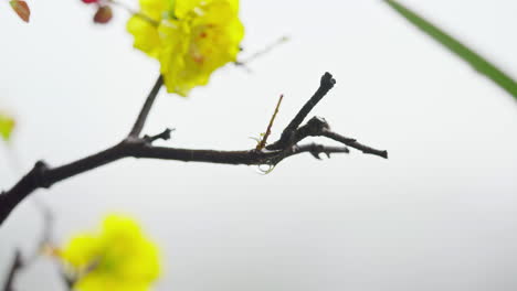 close-up of a raindrop on an apricot blossom in a garden