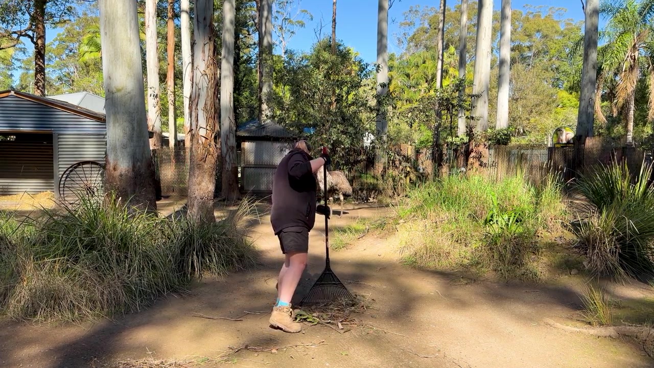Un hombre rastrilla hojas en un camino de tierra en un jardín soleado en Sancrox, Australia