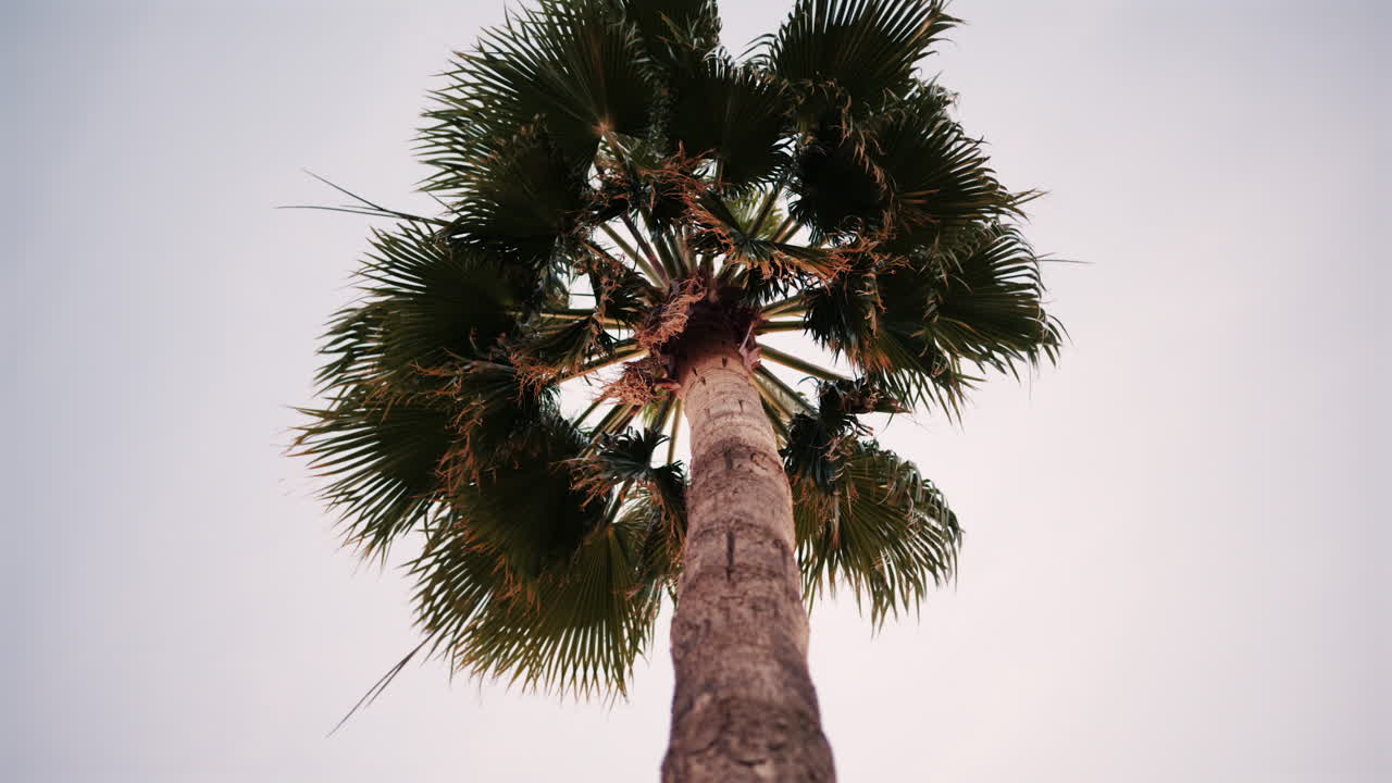 Upward perspective of a tall palm tree set against a clear sky
