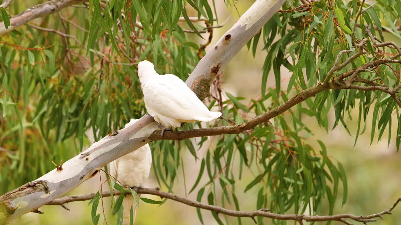 A long-billed corella perches and moves on a eucalyptus branch in natural daylight, showcasing its distinctive features and behavior