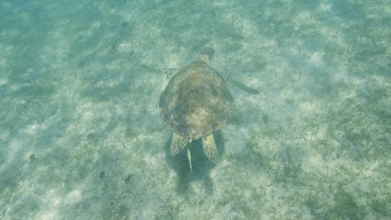 A lone sea turtle glides gracefully over a shallow seagrass bed in clear tropical waters, captured from above in a tranquil marine environment