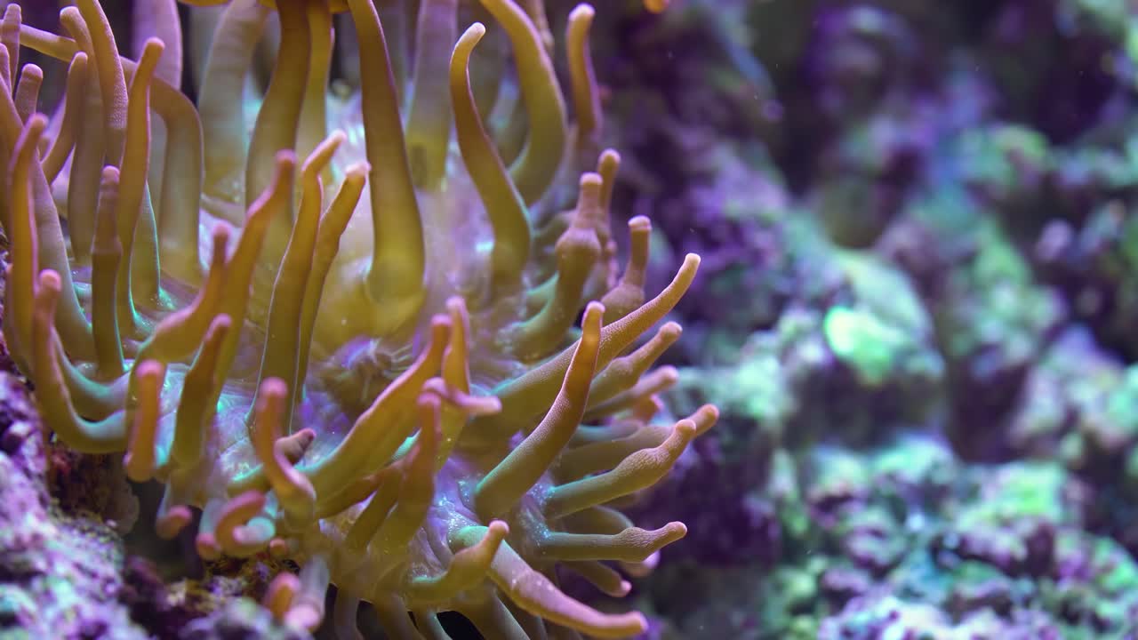 un pequeño pez payaso con actinia en el arrecife de coral
