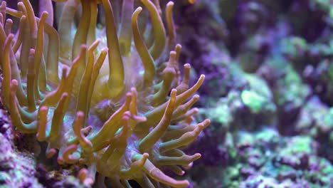 a small clownfish  with actinia at coral reef