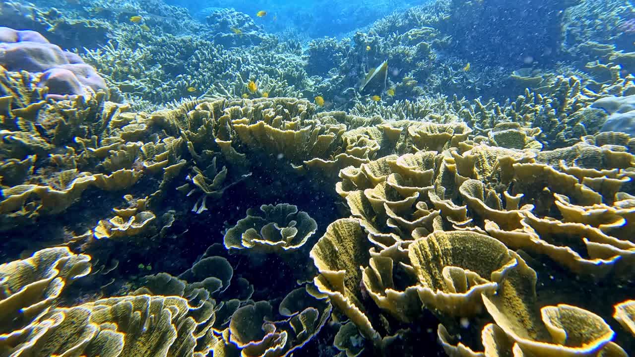 POV spontaneo di snorkeling con dolly in avanti che cattura uno scorcio di un pesce scoiattolo rosso in agguato tra l'intricato corallo a pergamena giallo torreggiante (Turbinaria reniformis) prima di rivelare una densa barriera corallina.