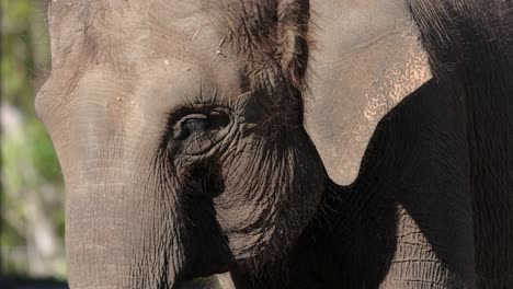 un primer plano de un elefante