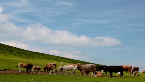 group of cows on pasture in the mountains on a summer day