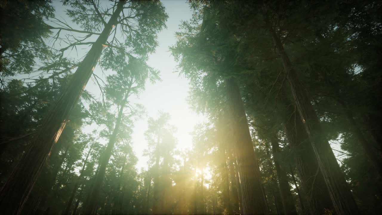 paisaje de puesta de sol brumosa del bosque de secuoya
