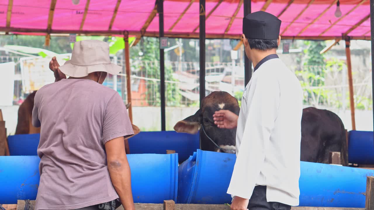 Muslim Man Looking For A Cow To Buy And Negotiate With Farmer at The Cattle Farm For Islamic and Eid Al Adha Sacrifice