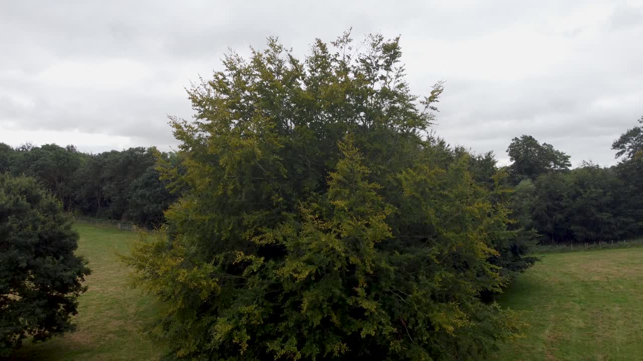 Large Tree In Goodnestone Park Estate Gardens