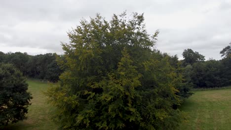 árbol grande en goodnestone park estate gardens