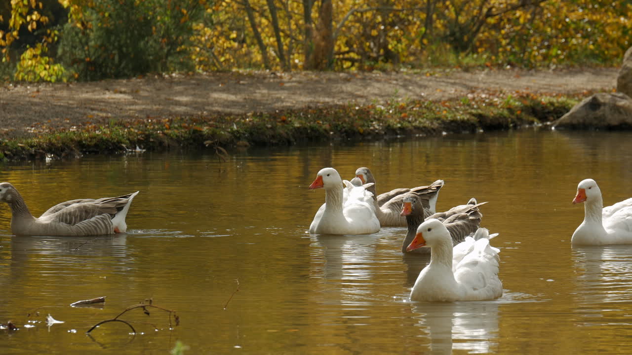 una manada de gansos peregrinos remando en un lago en otoño o otoño