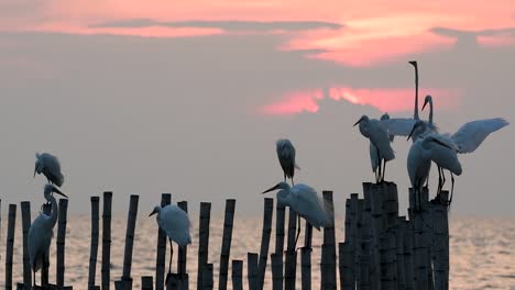 The-Great-Egret,-also-known-as-the-Common-Egret-or-the-Large-Egret