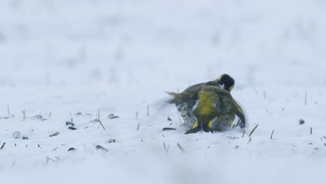 Eurasian-siskin-in-winter-bird-feeder-eating-sunflower-seeds