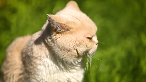 cat british on green grass in slow motion