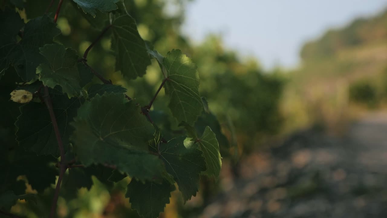 독일 계곡의 가을 비포장 도로를 따라 포도밭