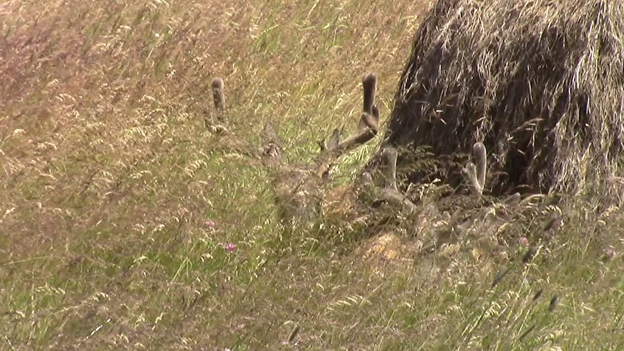 dos bucks jóvenes con terciopelo en sus cuernos acostados en la hierba alta al lado de una vieja bala de heno en un día soleado y ventoso