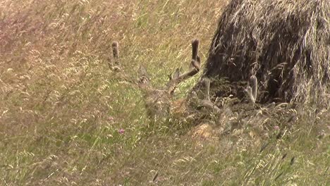 Two-young-bucks-with-velvet-on-their-antlers-bedded-down-in-tall-grass-beside-an-old-hay-bale-on-a-sunny-and-windy-day