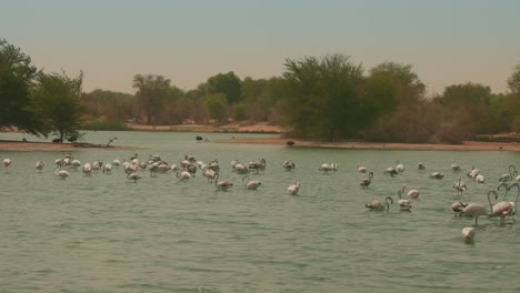 Eine-Gruppe-Von-Enten-Im-See-Mit-Grünem-Hintergrund,-Morgenzeit