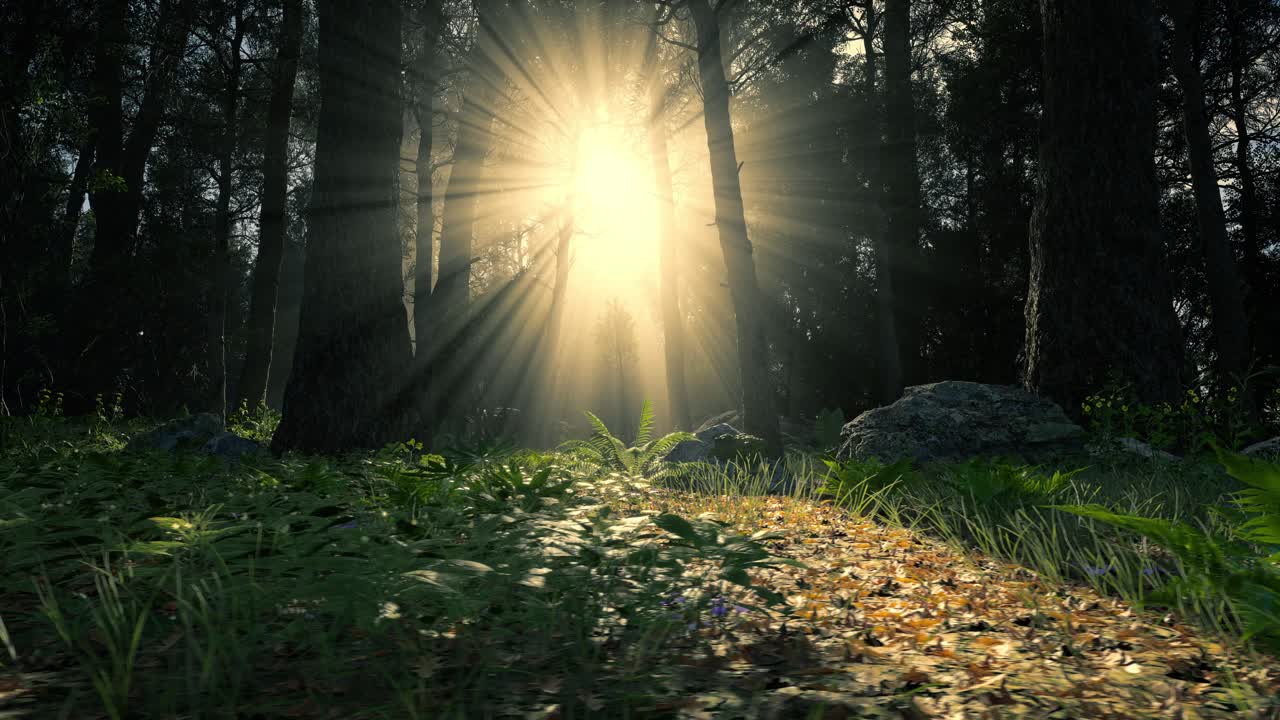 Beautiful Sunlight In The Forest