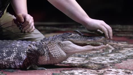 crocodile interaction with handler