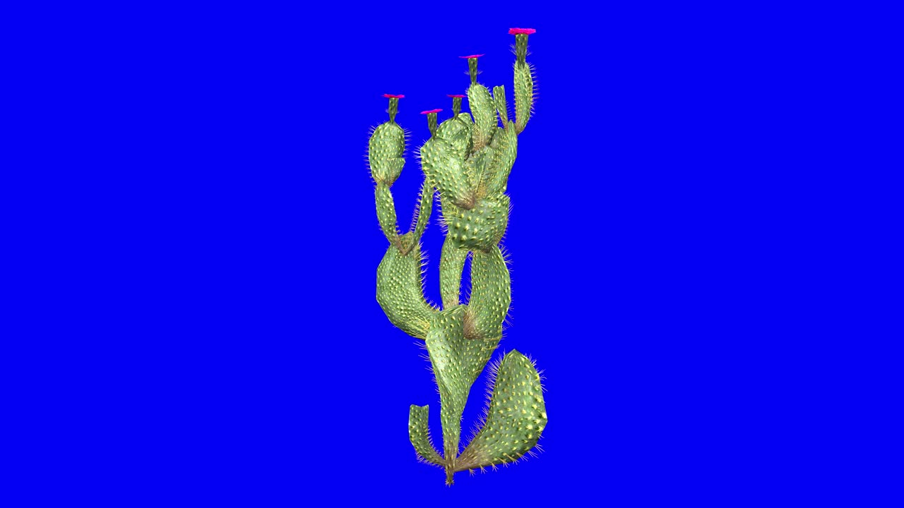 cactus de cola de castor en 3d con efecto viento en pantalla azul animación en 3d