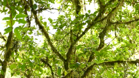 Black-bird-perching-on-a-tropical-tree-branch-in-a-green-environment,-wide-shot