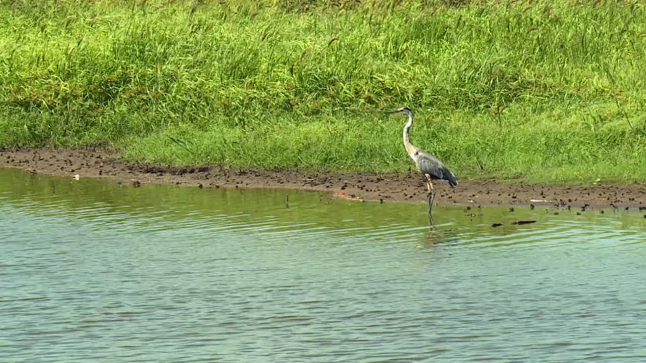 большая голубая цапля стоит в реке в национальном заповеднике дикой природы блэкуотер в мэриленде, сша