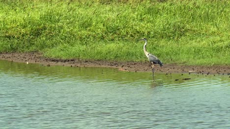 Great-Blue-Heron-Standing-In-River-At-Blackwater-National-Wildlife-Refuge-In-Maryland,-USA